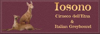 Welcome to our Iosono Cirneco dell'Etna & Italian Greyhound sites