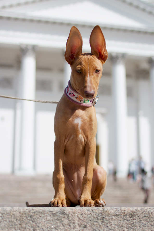tilda065