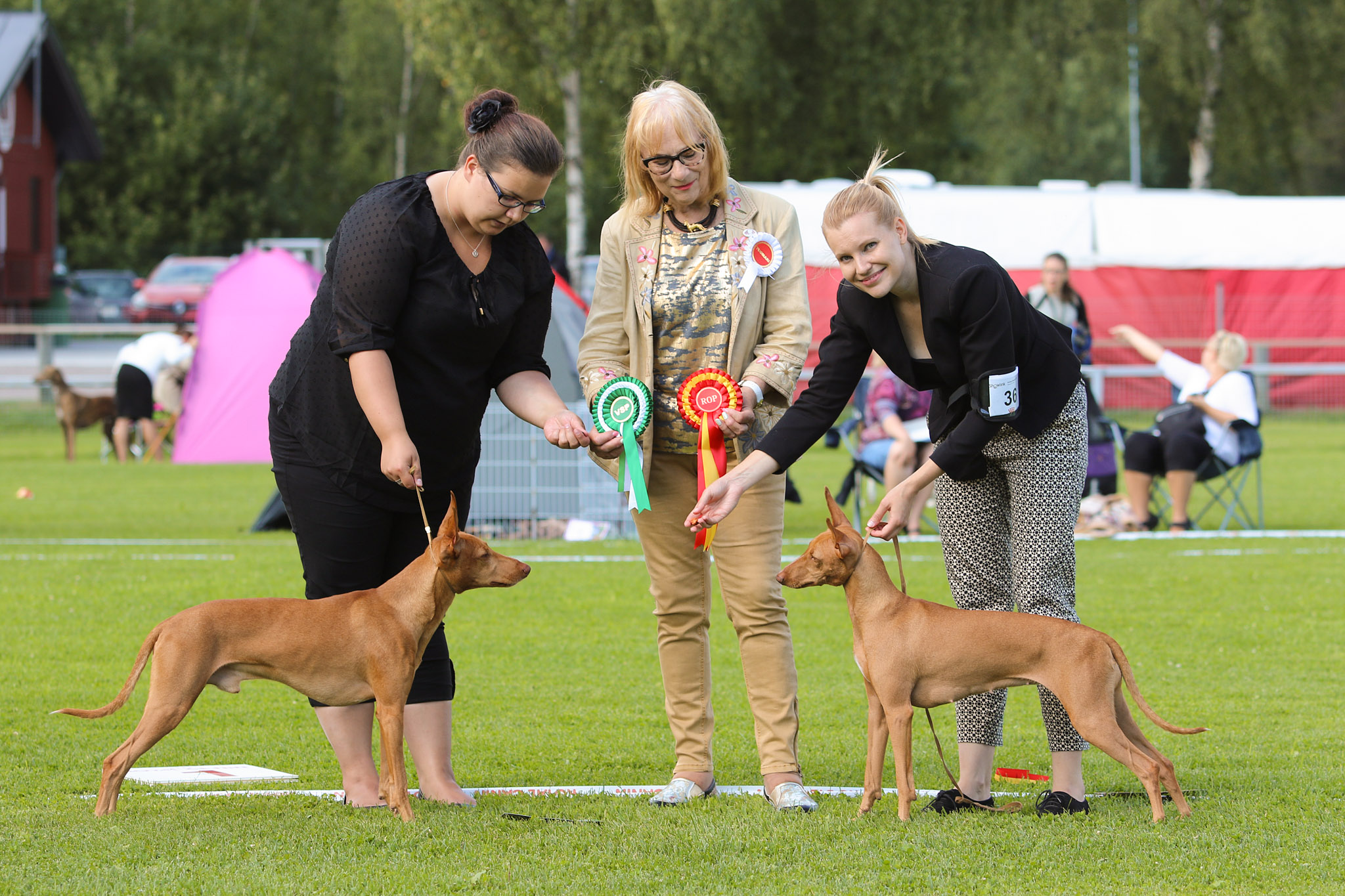 ropvspcikartano16sm