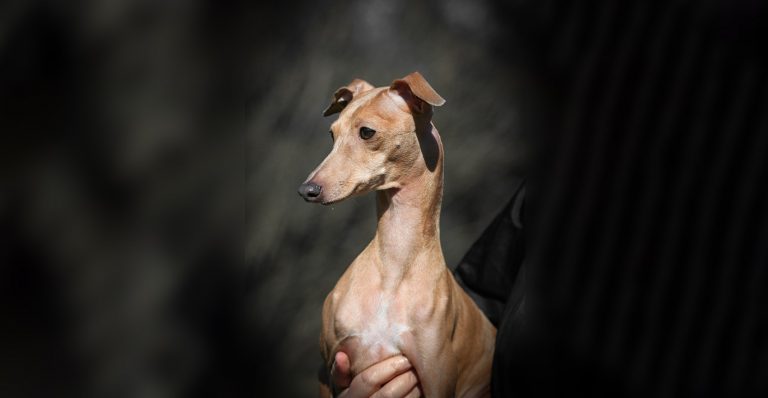 Jemma in memoriam