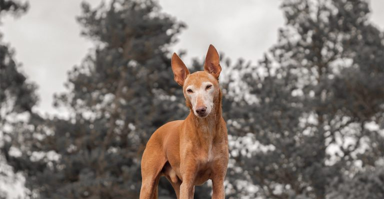 Lucky in memoriam