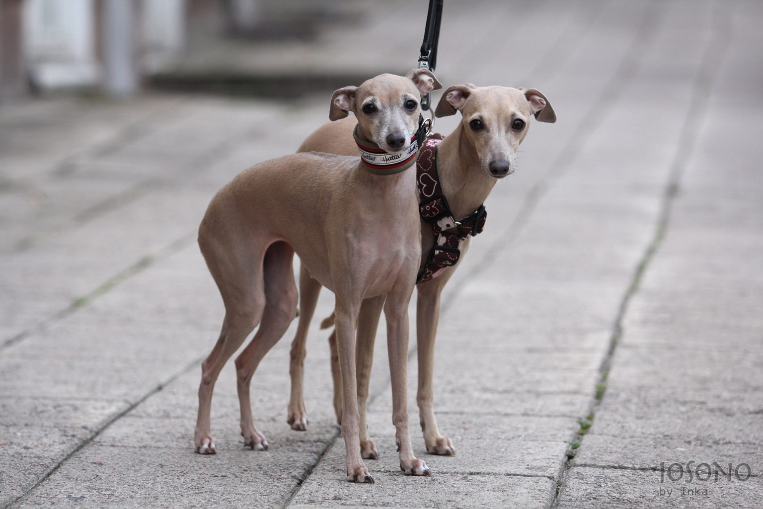 Italianvinttikoira IOSONO Kennel Italianvinttikoira IOSONO Kennel