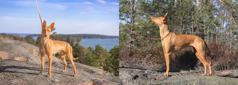 Etnankoirapentue syntyi toukokuussa: neljä narttua
